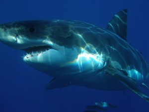 stockvault-great-white-shark200450
